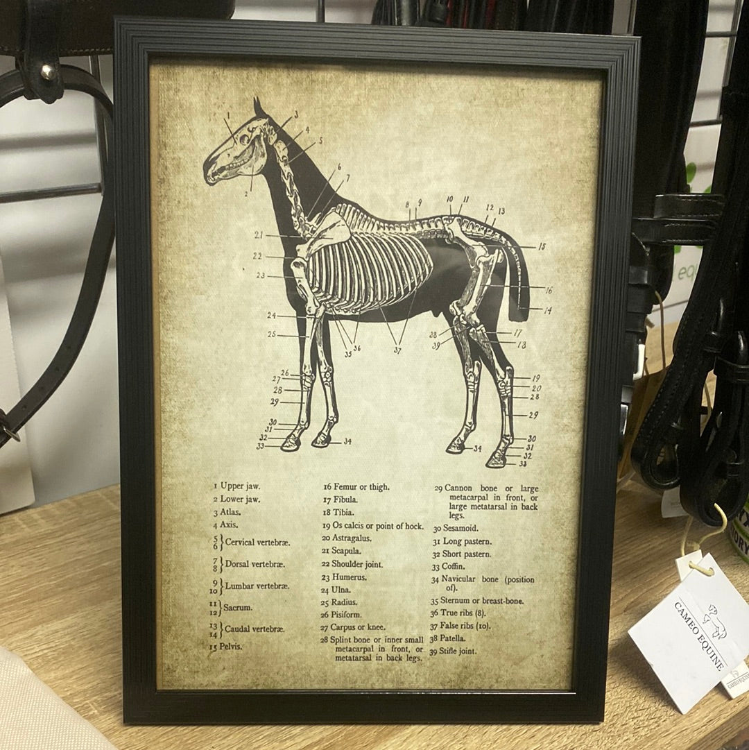 Framed Anatomy Print