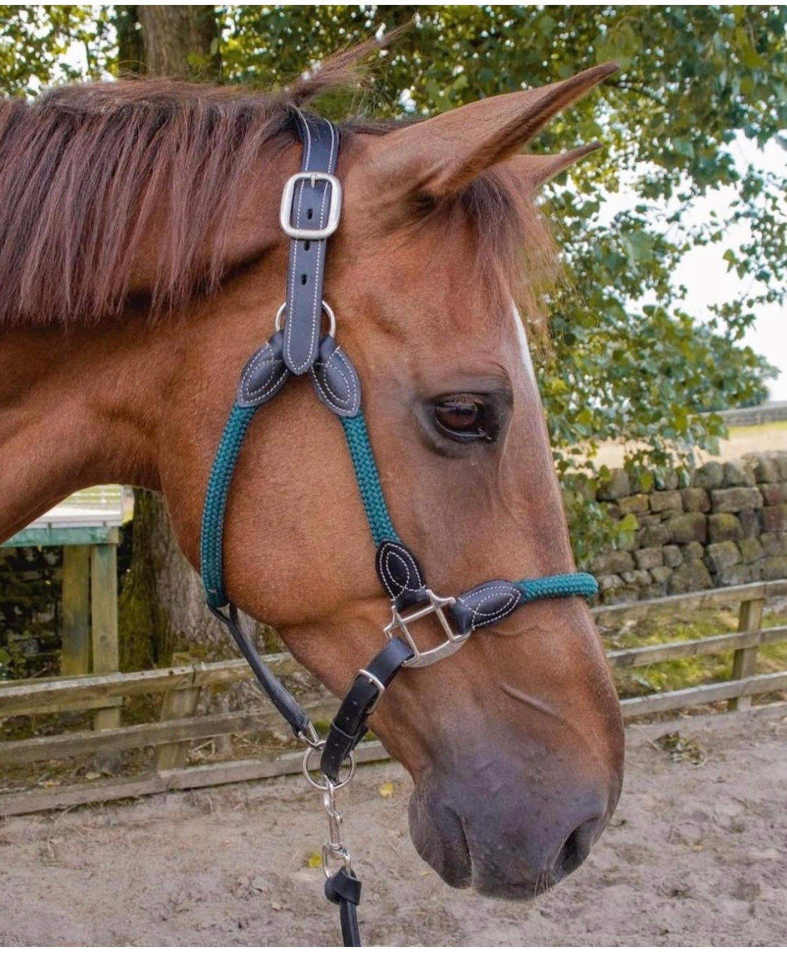 Cameo Equine Anatomic Leather Headcollar