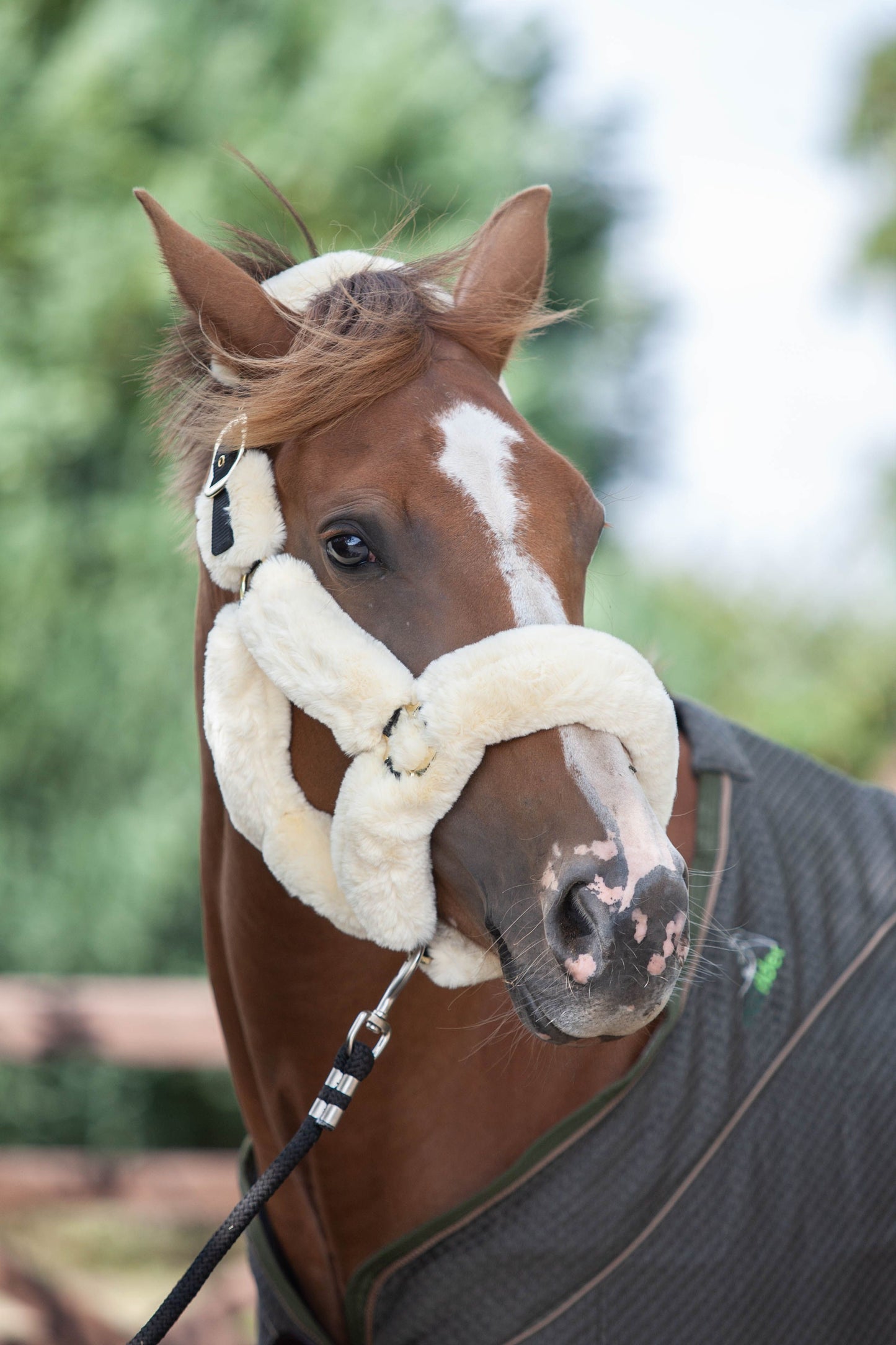EcoRider Supreme Headcollar