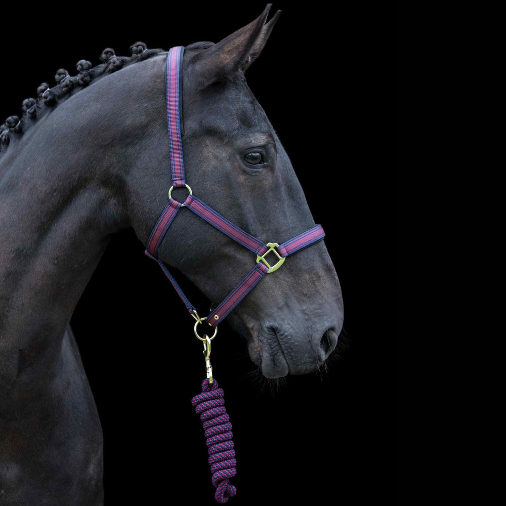 Cameo Core Headcollar & Rope