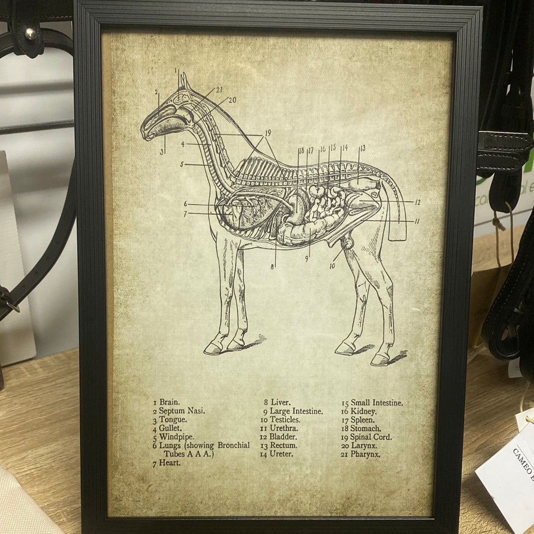 Framed Anatomy Print