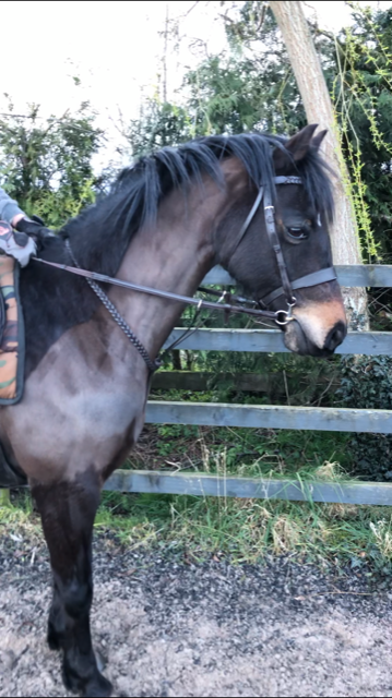 FCS Fiona Cork Showing Plaited Running Martingale