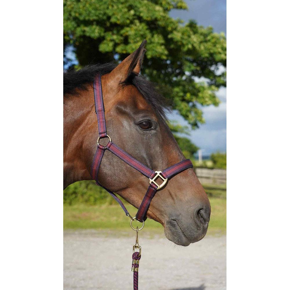 Cameo Core Headcollar & Rope