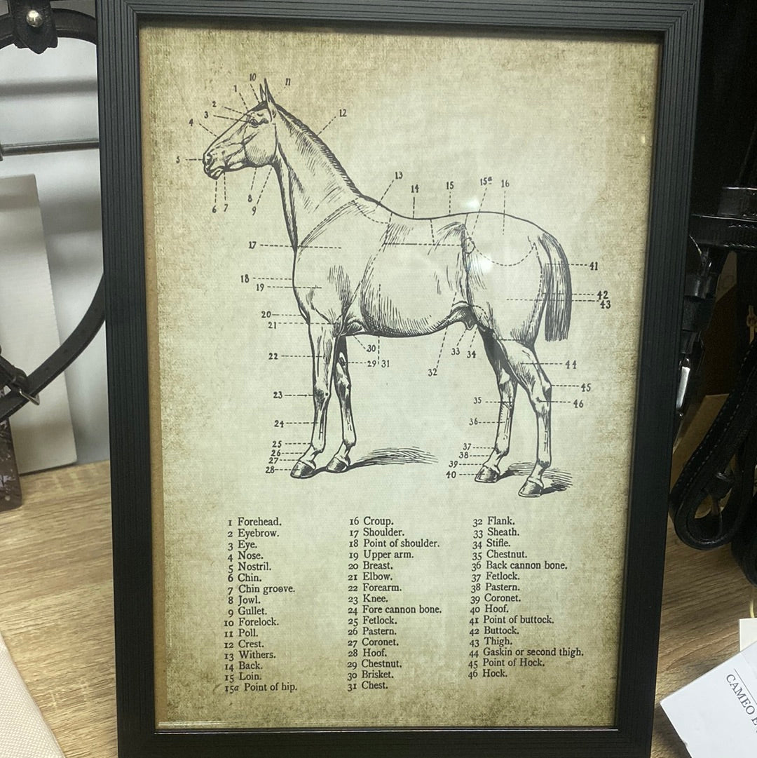 Framed Anatomy Print