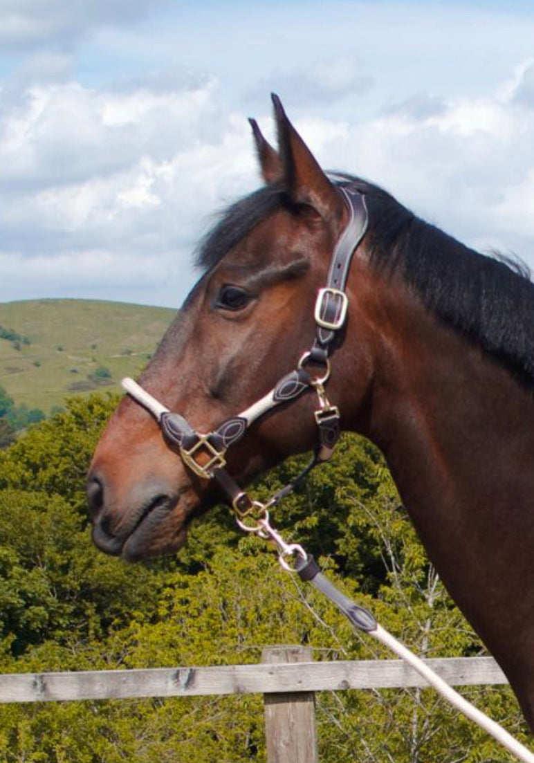 Cameo Equine Anatomic Leather Headcollar