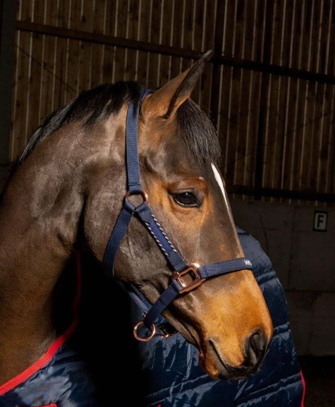 Whitaker Bradshaw Headcollar