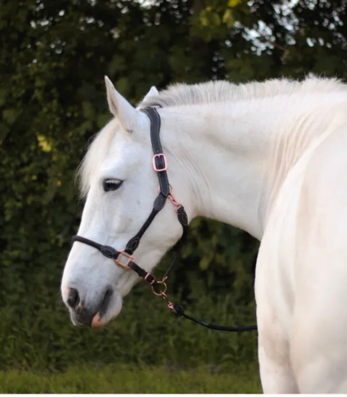Cameo Equine Anatomic Leather Headcollar