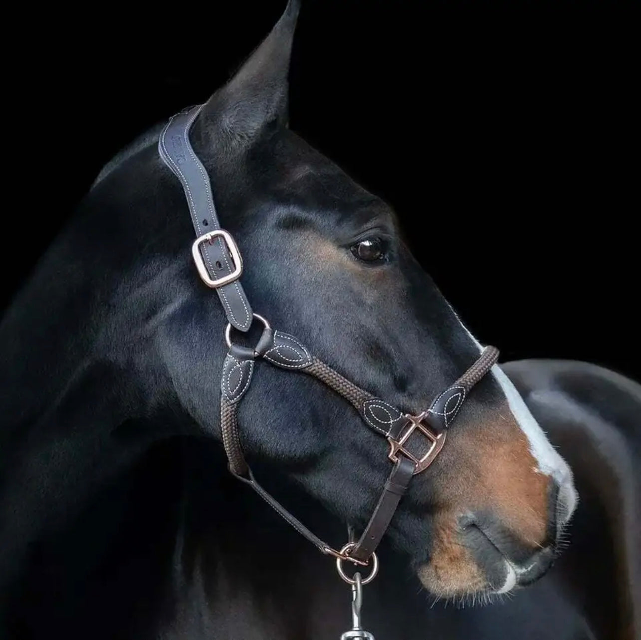 Cameo Equine Anatomic Leather Headcollar