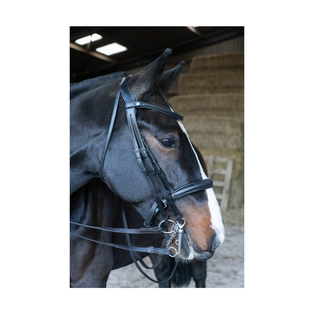 Eco Rider Freedom Double Bridle ECO 022