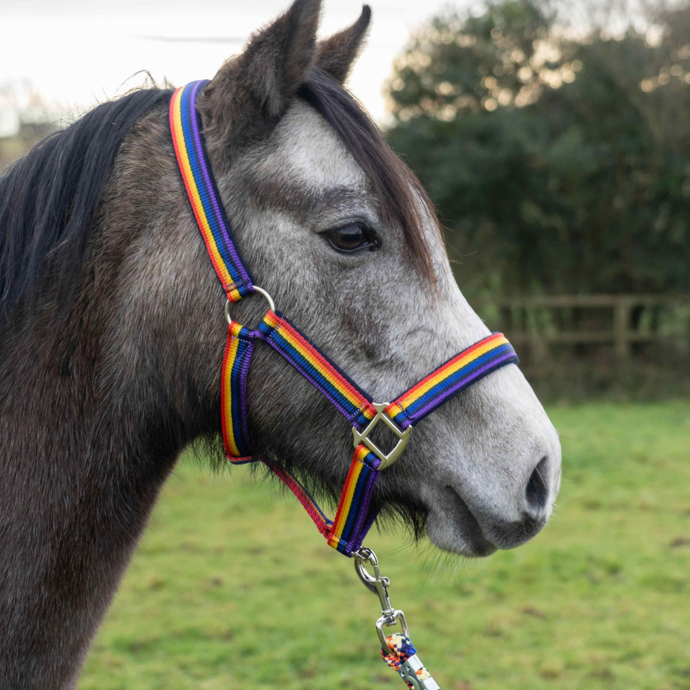 Rainbow Headcollar