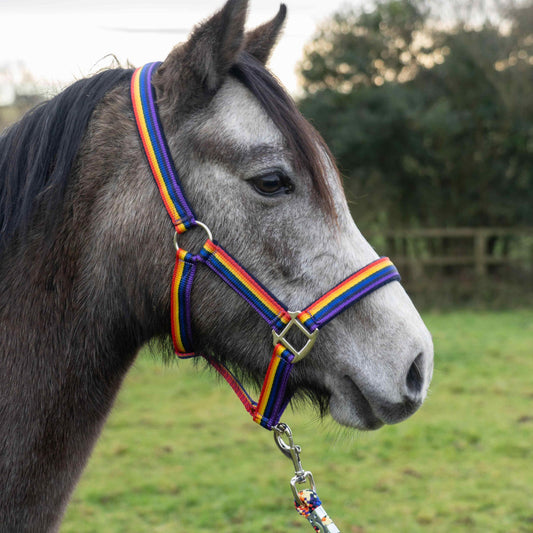 Rainbow Headcollar