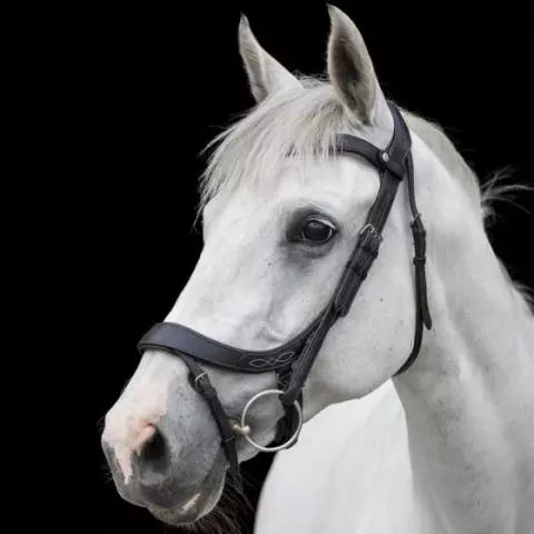 Eco Rider Freedom Comfort Bridle ECO 006