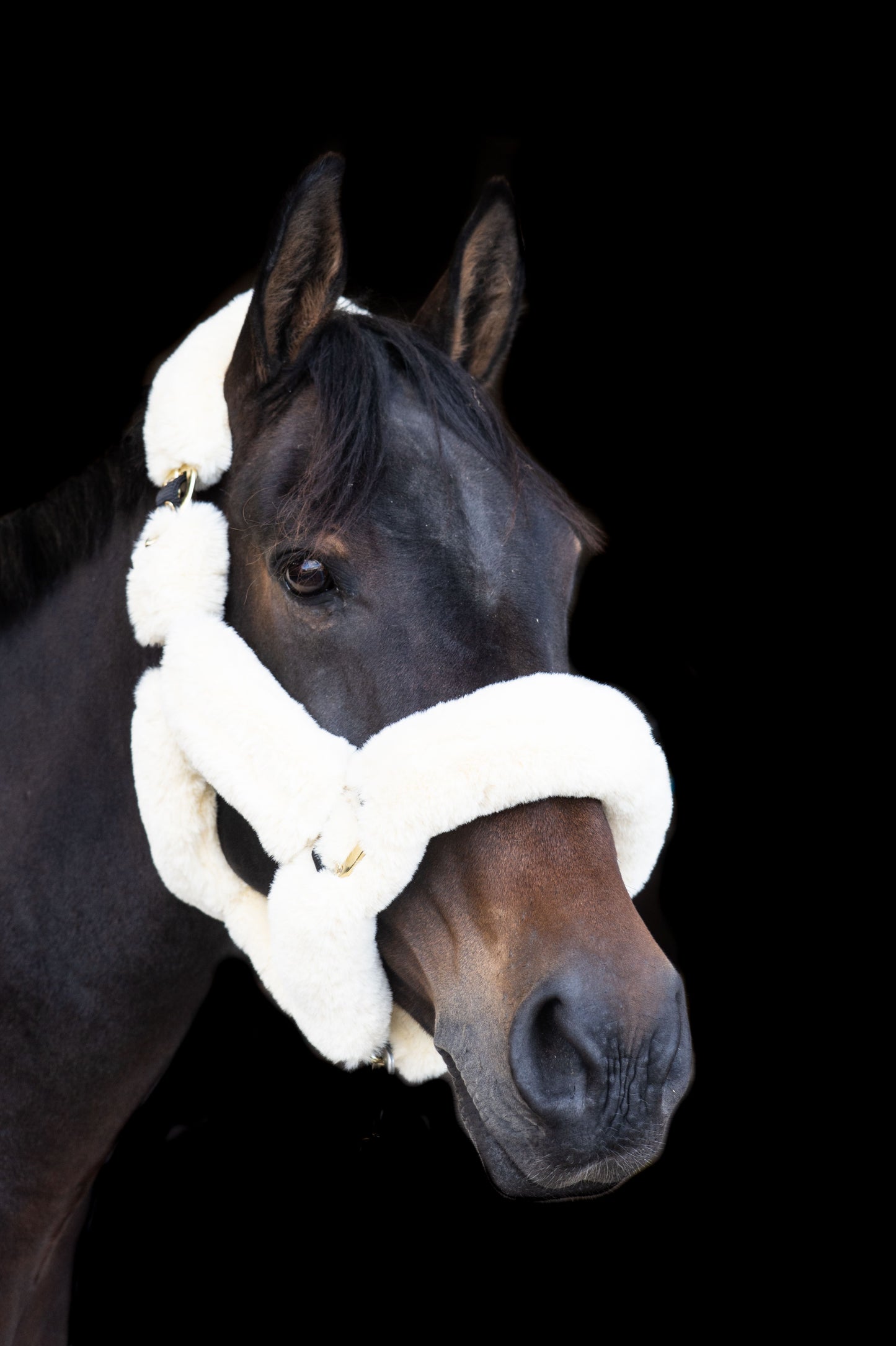 EcoRider Supreme Headcollar