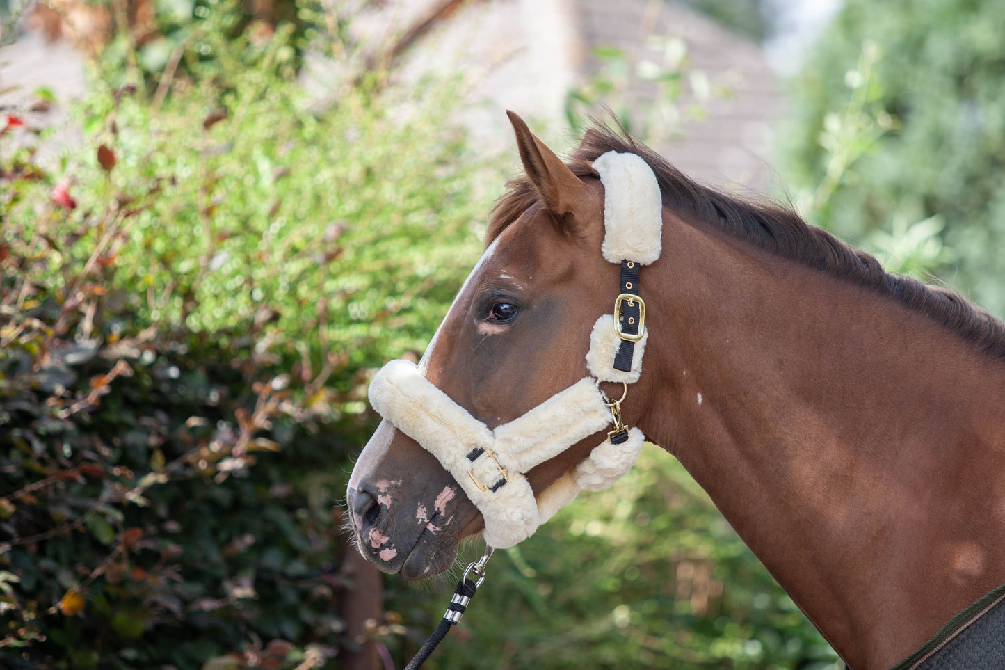 EcoRider Supreme Headcollar