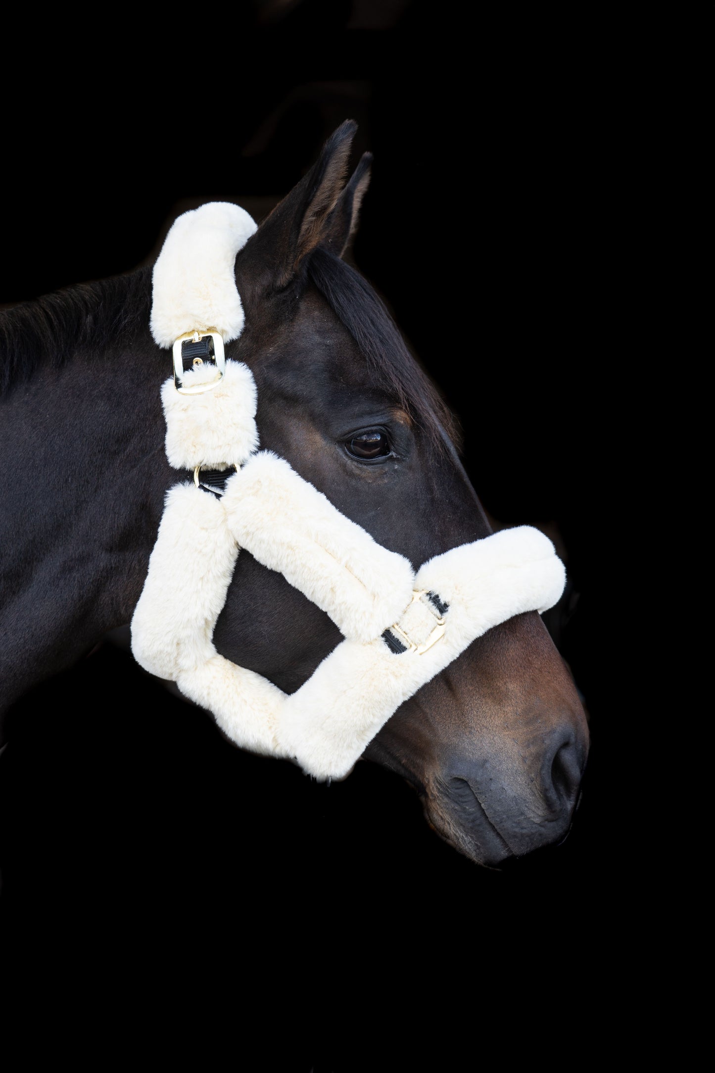 EcoRider Supreme Headcollar